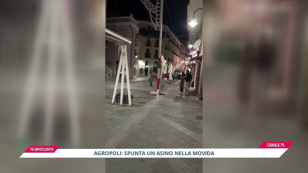 Agropoli: spunta un asino nella movida