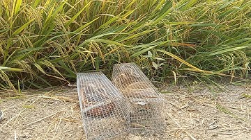 Bẫy rắn mùa gió chướng dính rắn liên tiếp thiệt là sướng một ngày bội thu | cần gò công