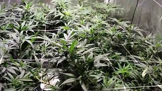 Grow Boss Customer Lesson Less Plants Is Better Easier and Cheaper