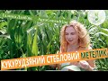 Кукурудзяний стебловий метелик. Моніторинг, шкодочинність, методи боротьби