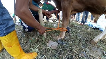Cara merobohkan/menjatuhkan sapi untuk disembelih