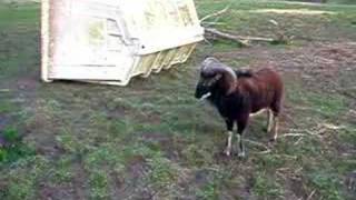 Rambo - The Evil Sheep in action. by followhounds 21,739 views 16 years ago 37 seconds