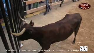 BOQUIÑENI  (ZARAGOZA) VACAS   PLAZA   (MIÉRCOLES 25 MAYO 2016) J.L. CUARTERO