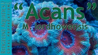 Micromussa lordhowensis aka. "Acans"