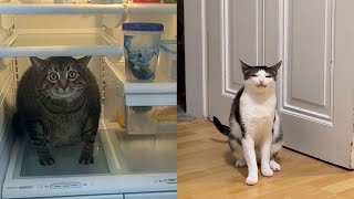 Funny Moments of Cats | Funny Video Compilation  Fails Of The Week #32