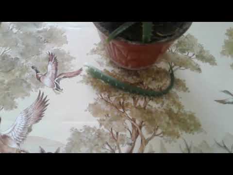 Video: Аска чөптөр бакчалары: Аска бакчасы үчүн чөптөрдү тандоо