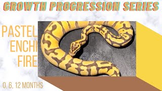 Pastel Enchi Fire Ball Python Baby to Sub-Adult Size Growth-Growth Progression Series
