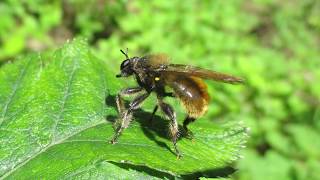 Laphria flava Robber Fly