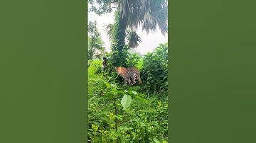 new leopard video#vfx #vfxshorts   #viral #jungle #trending#wildlife #animals #tiger
