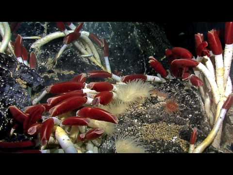 Chemosynthesis hydrothermal