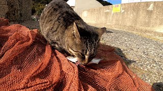 魚を取り合って喧嘩する猫達、優しい釣り人がやって来て・・・