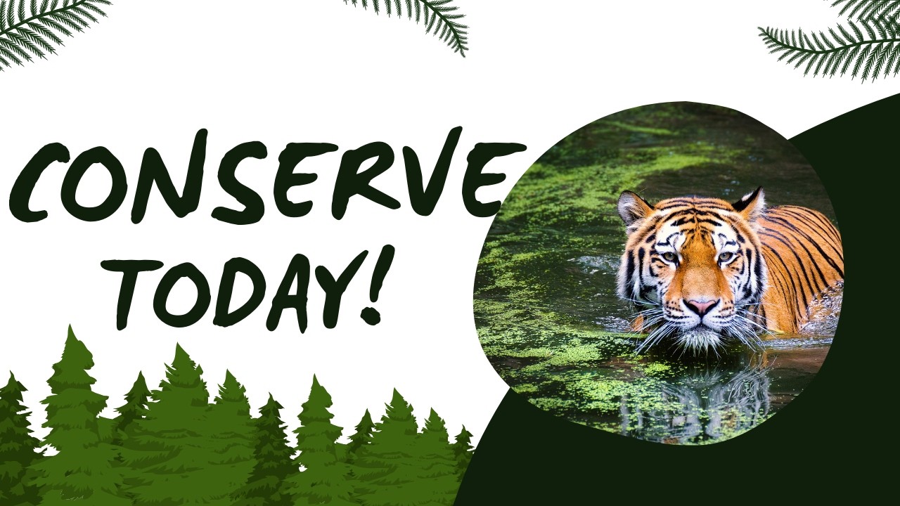 How YOU can start becoming a conservationist today