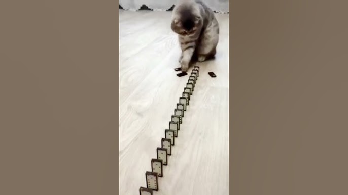Funny cat - YouTube