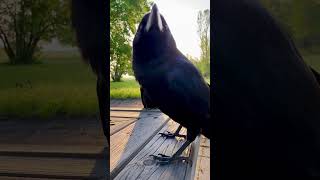 Boost Your Spirits: Crow Encounters for Instant Happiness! 🖤 @RakasuCrow