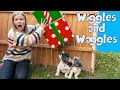 Assistant Looks for Bad Dogs Wiggles and Waggles in Holiday Town