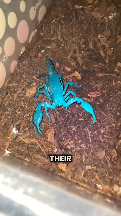 How Long A Scorpion Hold It's Breath?🦂 #shorts #youtubeshorts #viralshorts #facts #amazingfacts