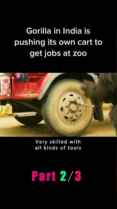 this-gorilla-does-a-mechanic-work-in-india-shorts-youtube