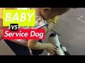 I let a baby pet my service dog?!