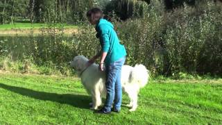 Download Lagu De Poolse Tatrahond MP3