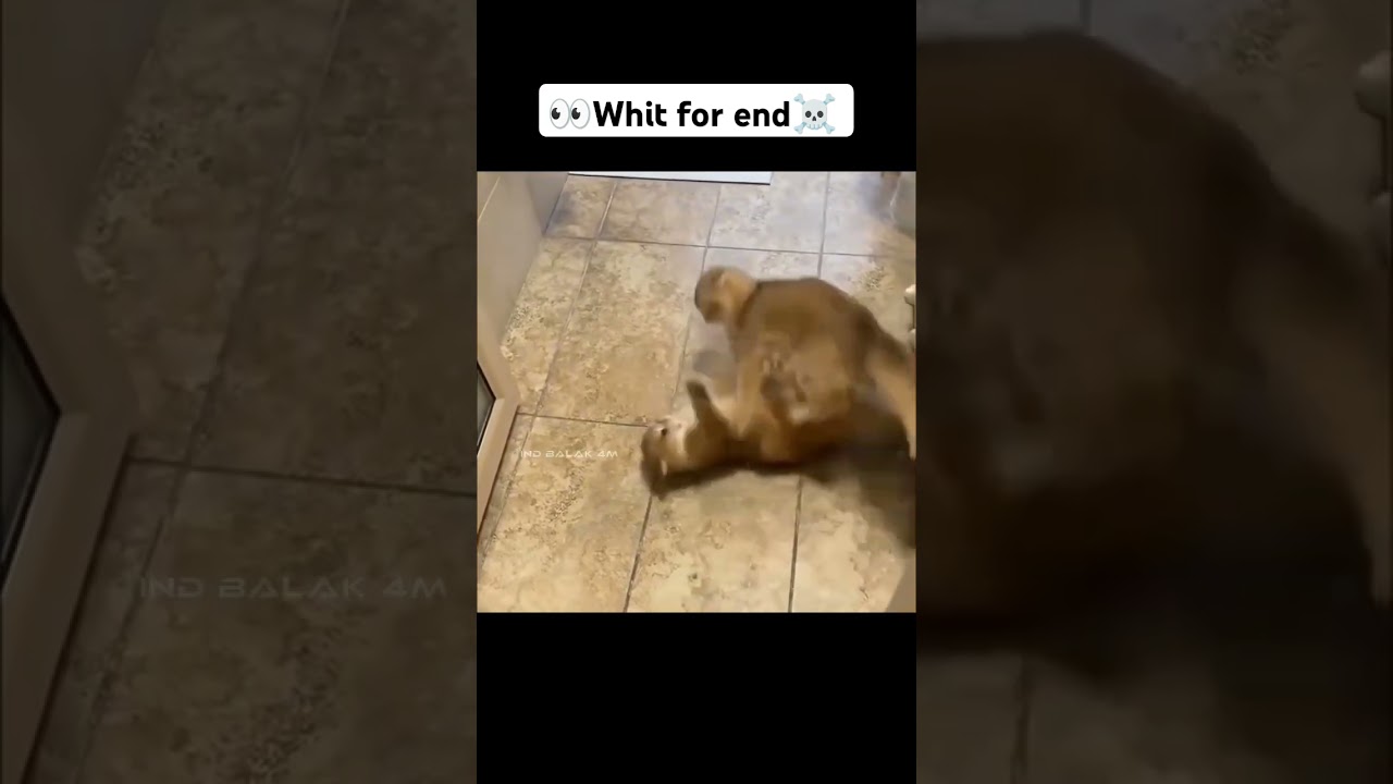 🐾 Cat Fit | The Ultimate Cat Workout & Fitness Fun! 🐱💪