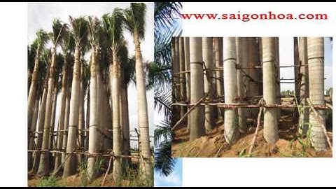 cây cau vua- cây trồng công trình cảnh quan