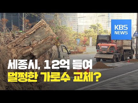 주먹구구식 조사하고 가로수 2천 그루 교체…12억 쏟아부어 / KBS뉴스(News)