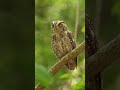 Pacific Screech Owl calling Costa Rica