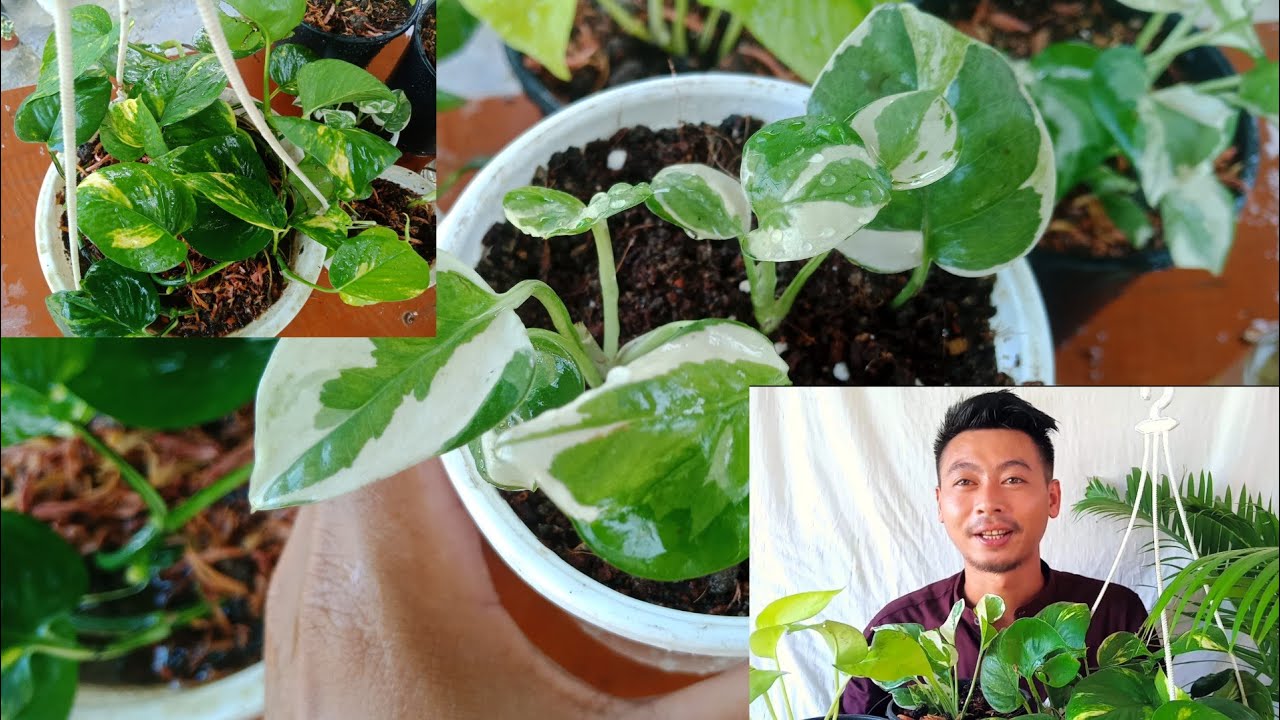How To grow Money Plant Faster and keep plants Healthy