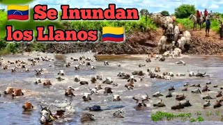 Cuándo se Inundan Los Llanos de Venezuela  y Colombia