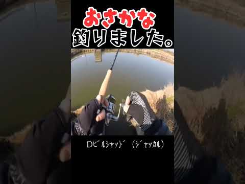 今年は多魚種を釣りたい。#shorts #bassfishing #バス釣り #佐賀クリーク #佐賀バス釣り #おかっぱリ #右巻き大好き
