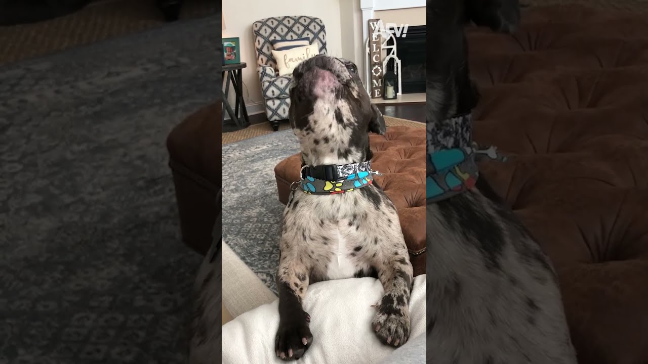 He Just Needed To Be Heard Afv Dogs Funnyvideos Shorts