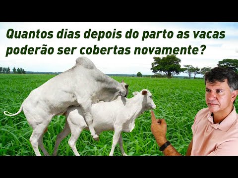 Vídeo: Quanto tempo leva para a vaca ter um filhote?