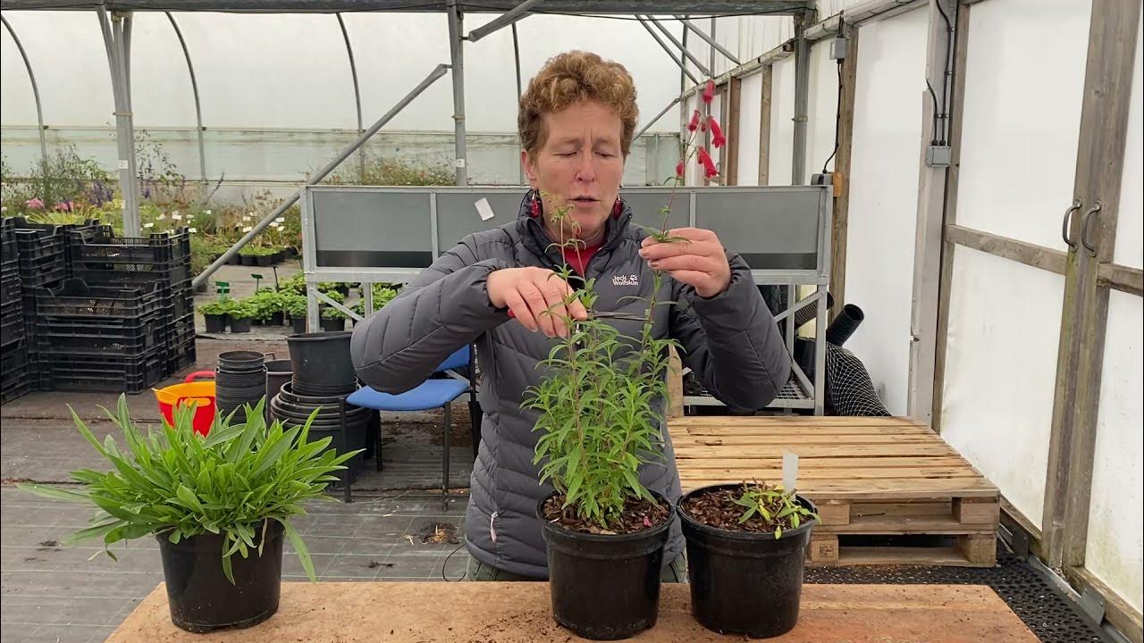 Preparing Penstemon for Winter/Spring YouTube