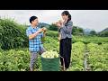 Thanh Helped Yen Chi Pick The Melons And Together They Took Them To The Market To Sell 