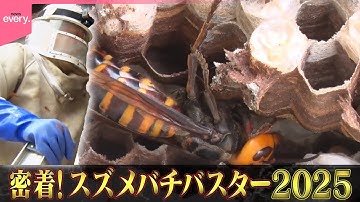 【密着】バスターズ2025  恐怖の殺人スズメバチ『every.特集』