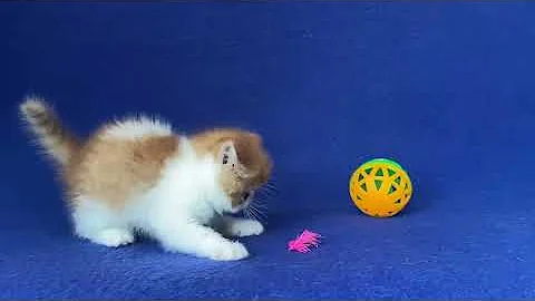 Video 4345721: exotic shorthair male kitten, white exotic shorthair kitten, exotic shorthair cattery, exotic shorthair red white