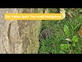 Igel auf der Staßenrand_ Hedgehog by the Roadside 