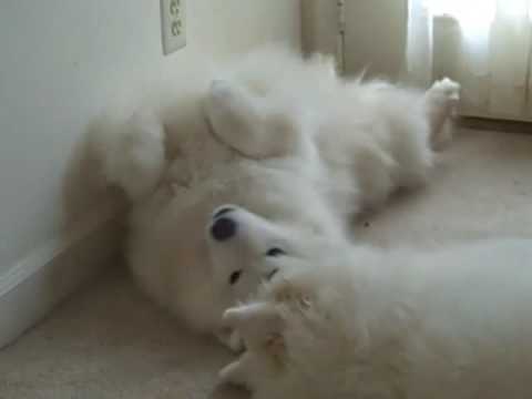 Pearl the Samoyed wants to kiss Evelyn