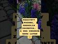 Hiacynty pachną, Magnolia zachwyca, a ona kradnie show latem :) Zaprqszamy do szkółki #ogrodnictwo