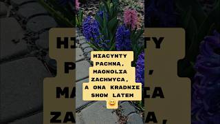Hiacynty pachną, Magnolia zachwyca, a ona kradnie show latem :) Zaprqszamy do szkółki #ogrodnictwo