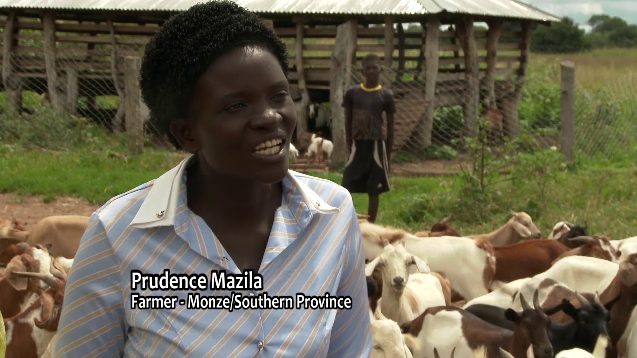 Livestock Opportunities and Challenges: Part 2