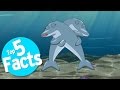 Top 5 Freaky Facts About Dolphin Sex