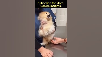 #videoshort Decode Dog #behavior #signals ,#training #therapy #psychology #communication  #short