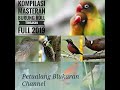 Suara Kompilasi Masteran Ngeroll Tembakan Mp3 - Mp4 Download