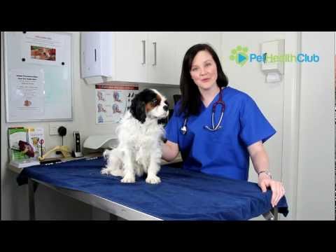 the-pethealthclub---otitis-externa-(ear-infections)-in-dogs-explained