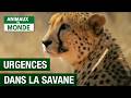 Le combat pour la survie animale  braconnage  savane  documentaire animalier  amp