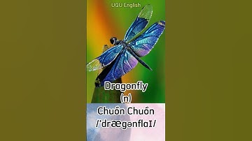 #shorts Dragonfly (n): Chuồn Chuồn