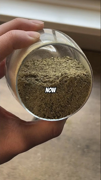 How Does Yerba Mate Work?🧉