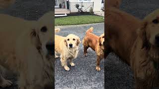 Cute dogs, golden retrievers 4k