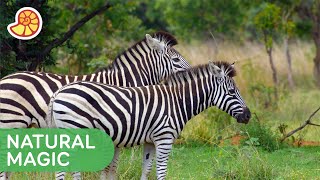Why Does a Zebra Have Stripes? ? | Mysteries Of Evolution